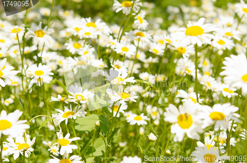 Image of camomiles