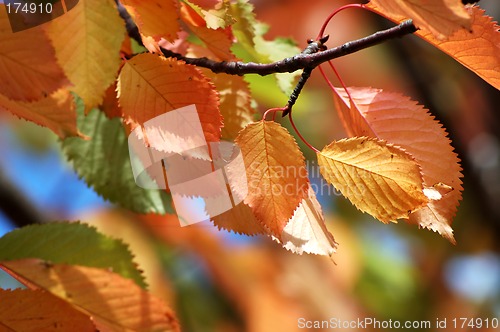 Image of Autumn leaves