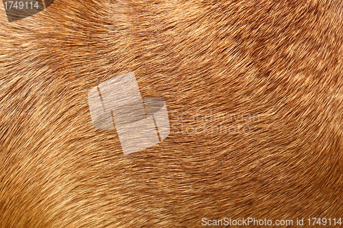 Image of dog fur