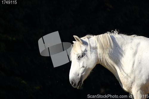 Image of white horse