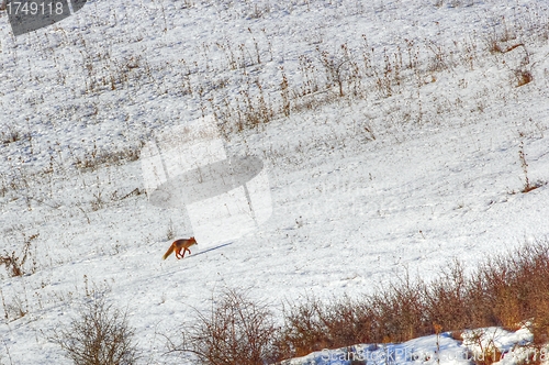 Image of running red fox