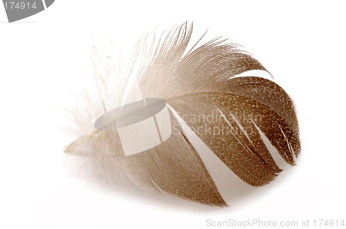 Image of Feather