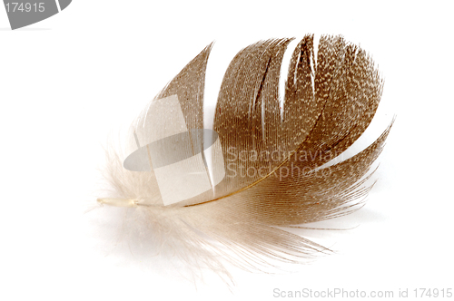 Image of Feather