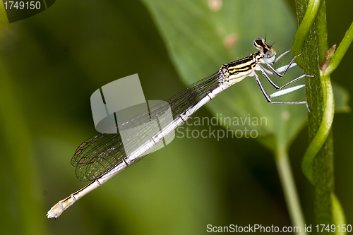 Image of damselfly resting on leaf