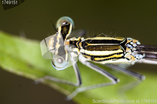 Image of damselfly resting on leaf; particular