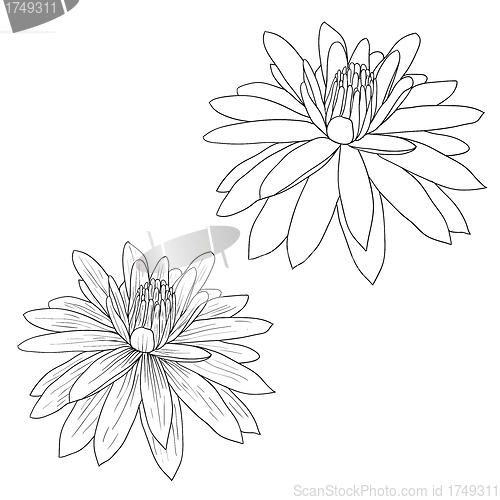 Image of Oriental lotus - a flower Vector illustration.