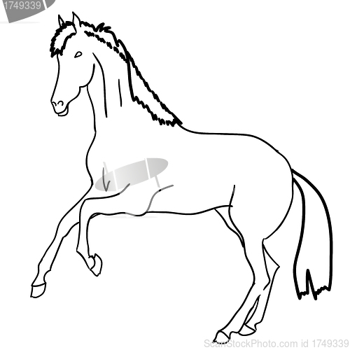 Image of  Black horse 