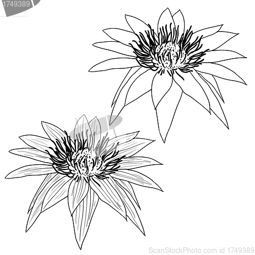 Image of Oriental lotus - a flower Vector illustration.