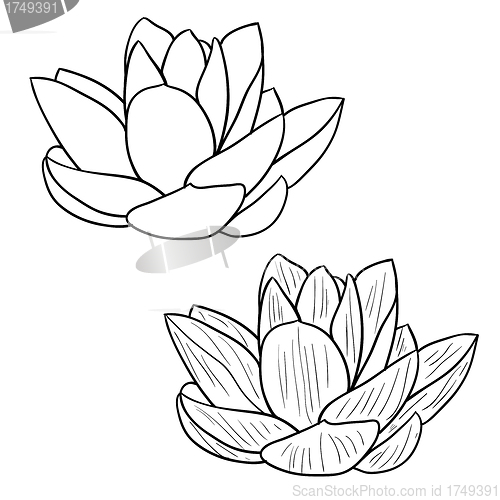 Image of Oriental lotus - a flower Vector illustration.