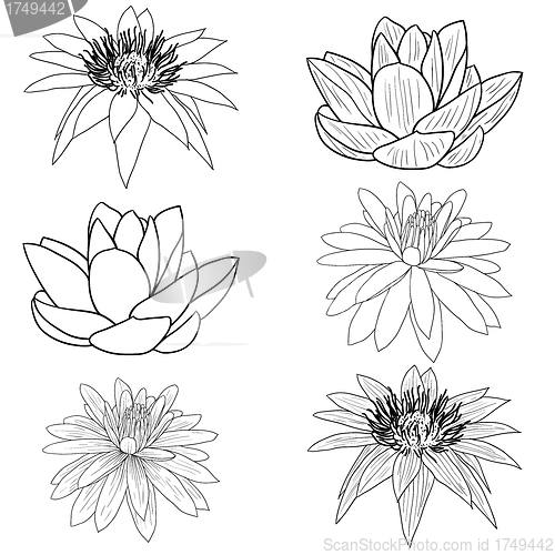 Image of Oriental lotus - a flower 
