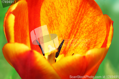 Image of red with yellow tulip