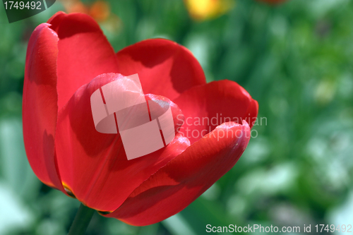 Image of red tulip