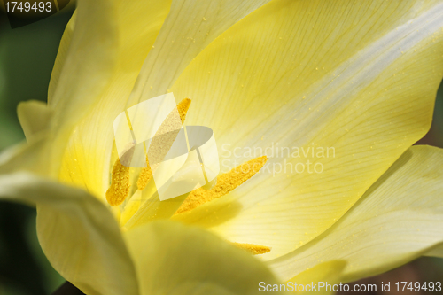 Image of yellow tulip