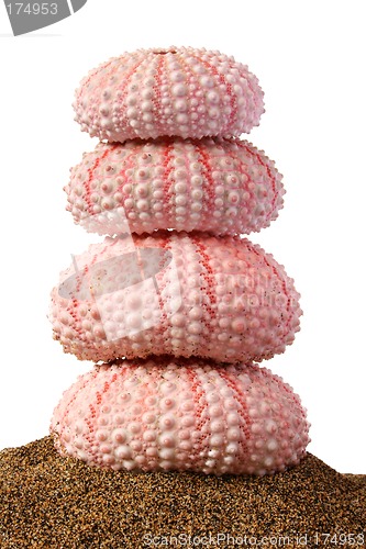 Image of Seaurchin Stack