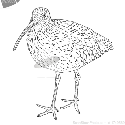 Image of Eurasian Curlew, bird. Vector illustration.