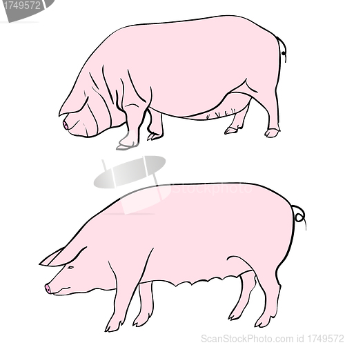 Image of Pen drawing depicting a pig