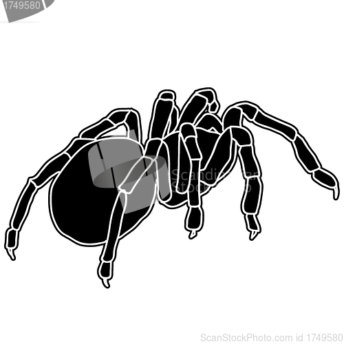 Image of Tattoo of black widow isolated on white background.