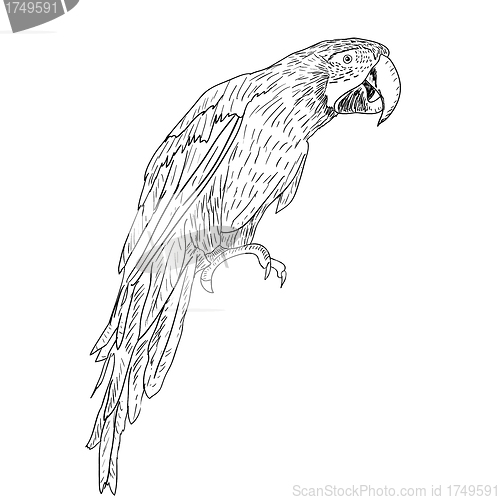 Image of Macaws. Vector illustration.