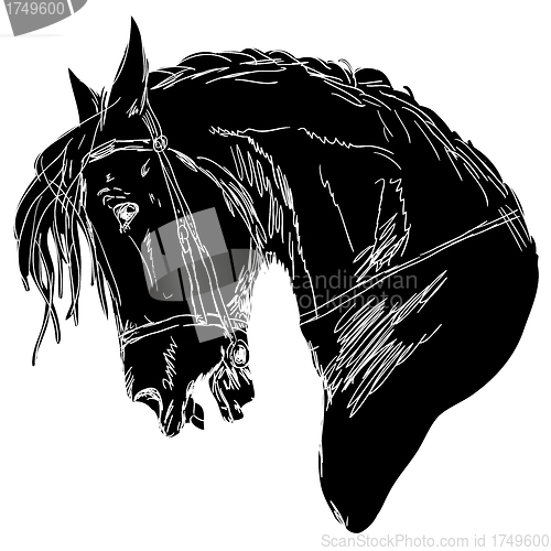 Image of Black horse 