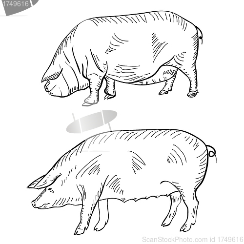 Image of Pen drawing depicting a pig