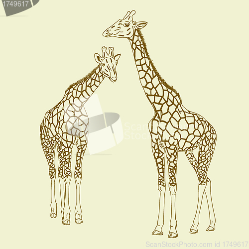 Image of Two giraffes. Vector illustration.