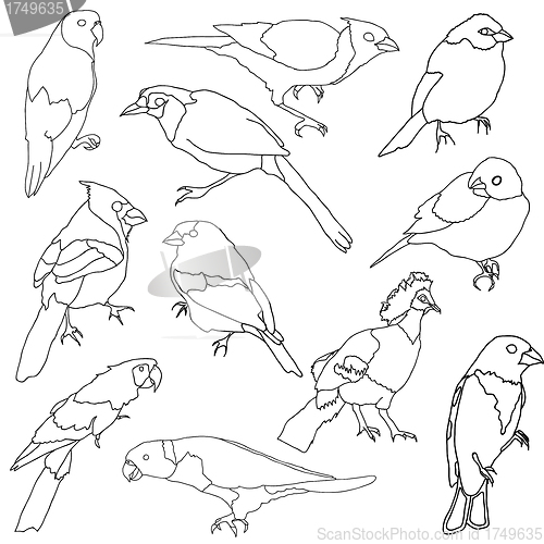 Image of Vector set of different species of birds.