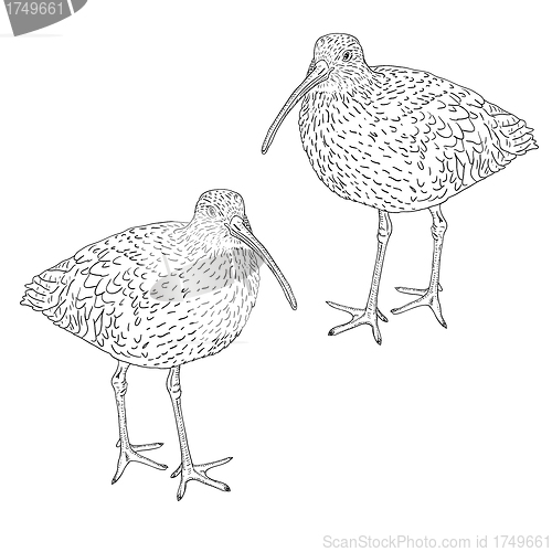 Image of Eurasian Curlew, bird. Vector illustration.