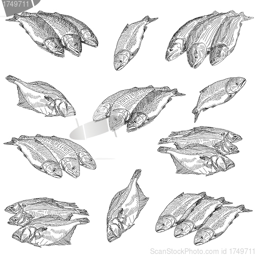Image of Set fresh sea fishes