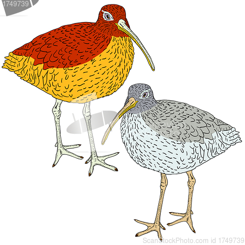 Image of Eurasian Curlew, bird. Vector illustration.