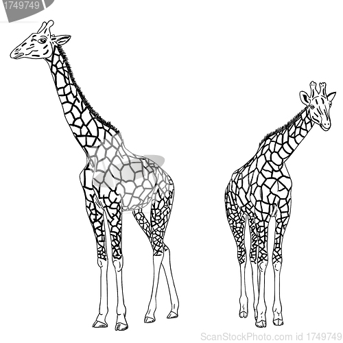 Image of Two giraffes. Vector illustration.