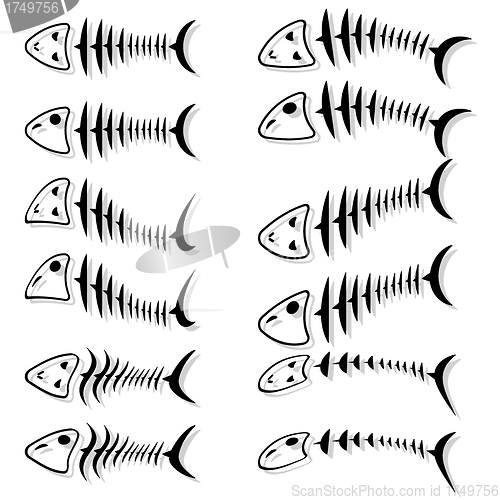 Image of A set of fish skeletons. 