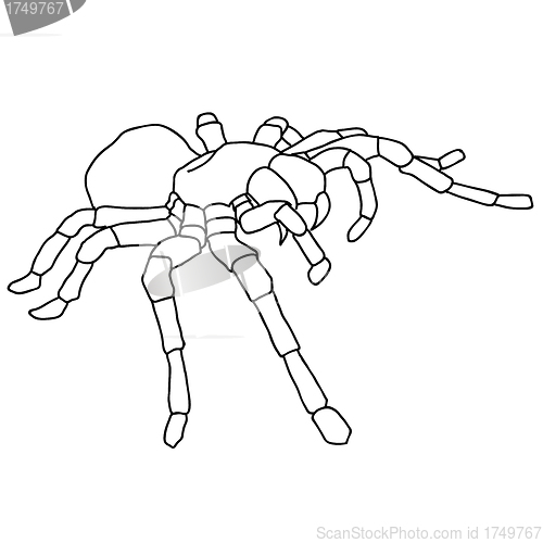 Image of Tattoo spider tarantula on Blom background