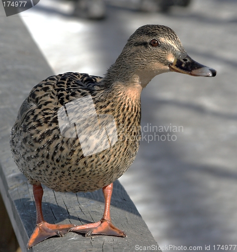 Image of Mallard Duck.