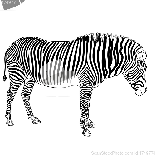 Image of One zebra. Vector illustration