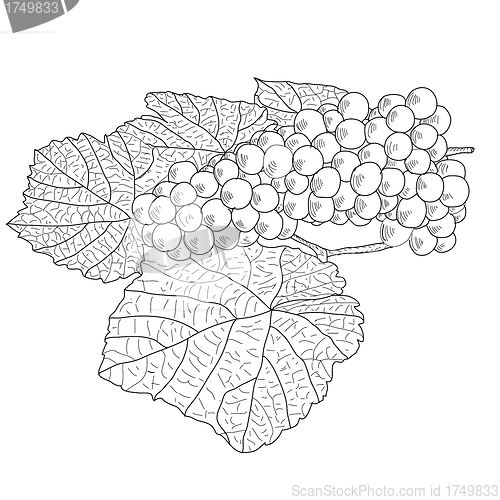 Image of Abstract Grape with leafs (Vector)