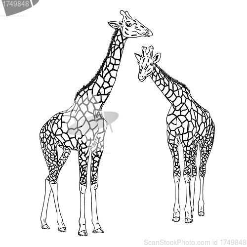 Image of Two giraffes. Vector illustration.