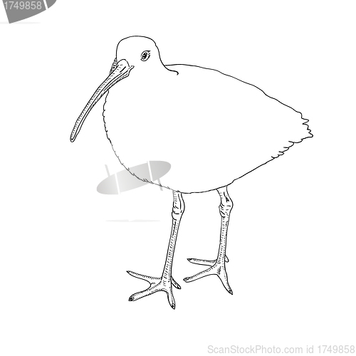 Image of Eurasian Curlew, bird. Vector illustration.