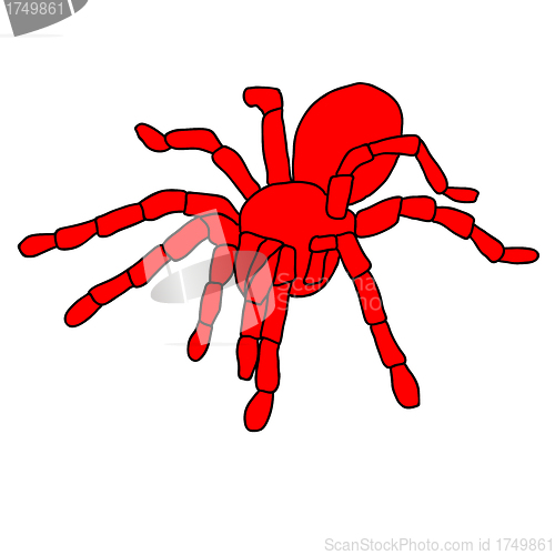 Image of Tattoo of black widow isolated on white background.