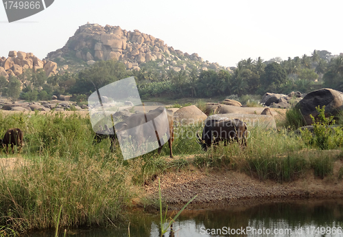 Image of scenery around Hampi