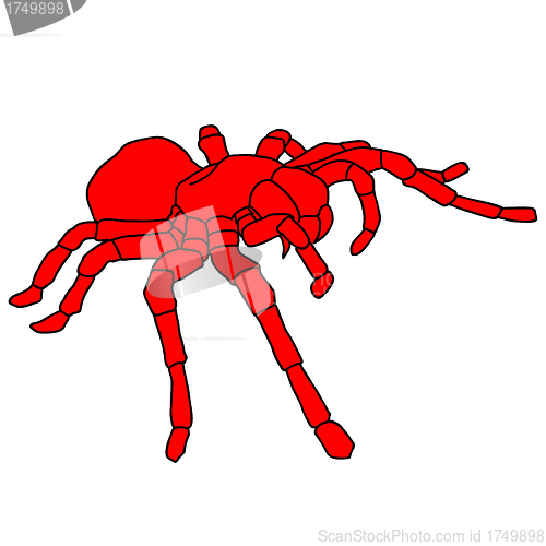 Image of Tattoo spider tarantula on Blom background