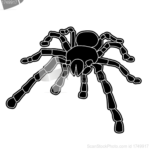 Image of Tattoo of black widow isolated on white background.