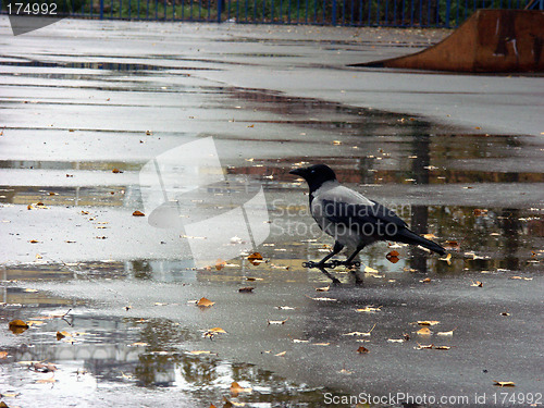 Image of Big grey crow