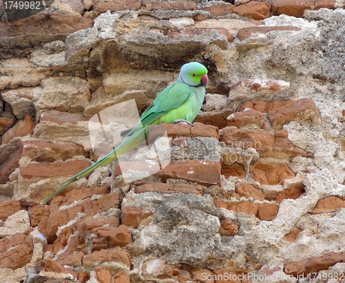 Image of Rose-ringed Parakeet