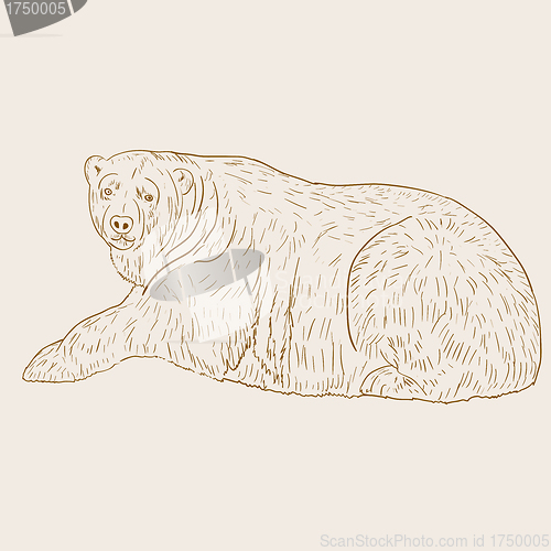 Image of White Polar Bear. Vector illustration.