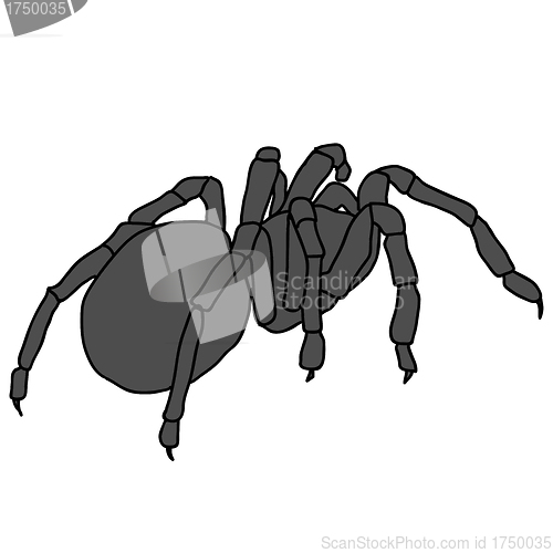 Image of Tattoo of black widow isolated on white background.