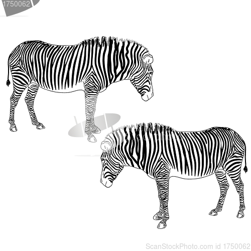 Image of Two zebras. Vector illustration.