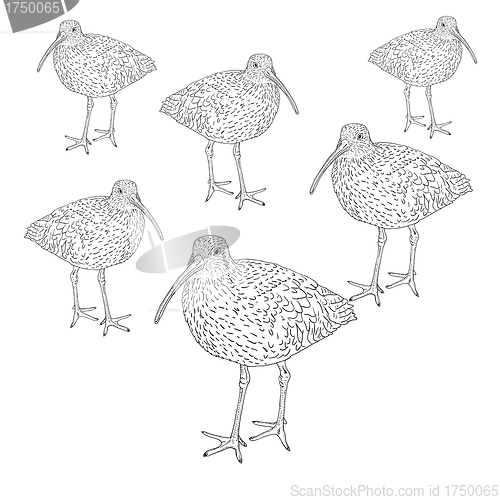 Image of Eurasian Curlew, bird. Vector illustration.