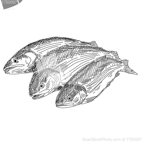 Image of vector drawing hand fish