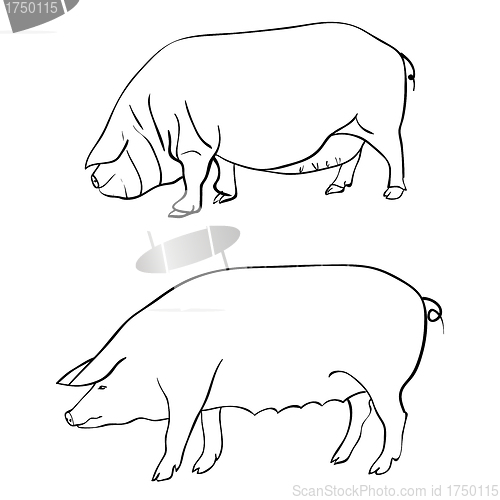 Image of Pen drawing depicting a pig