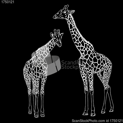 Image of Two giraffes. Vector illustration.